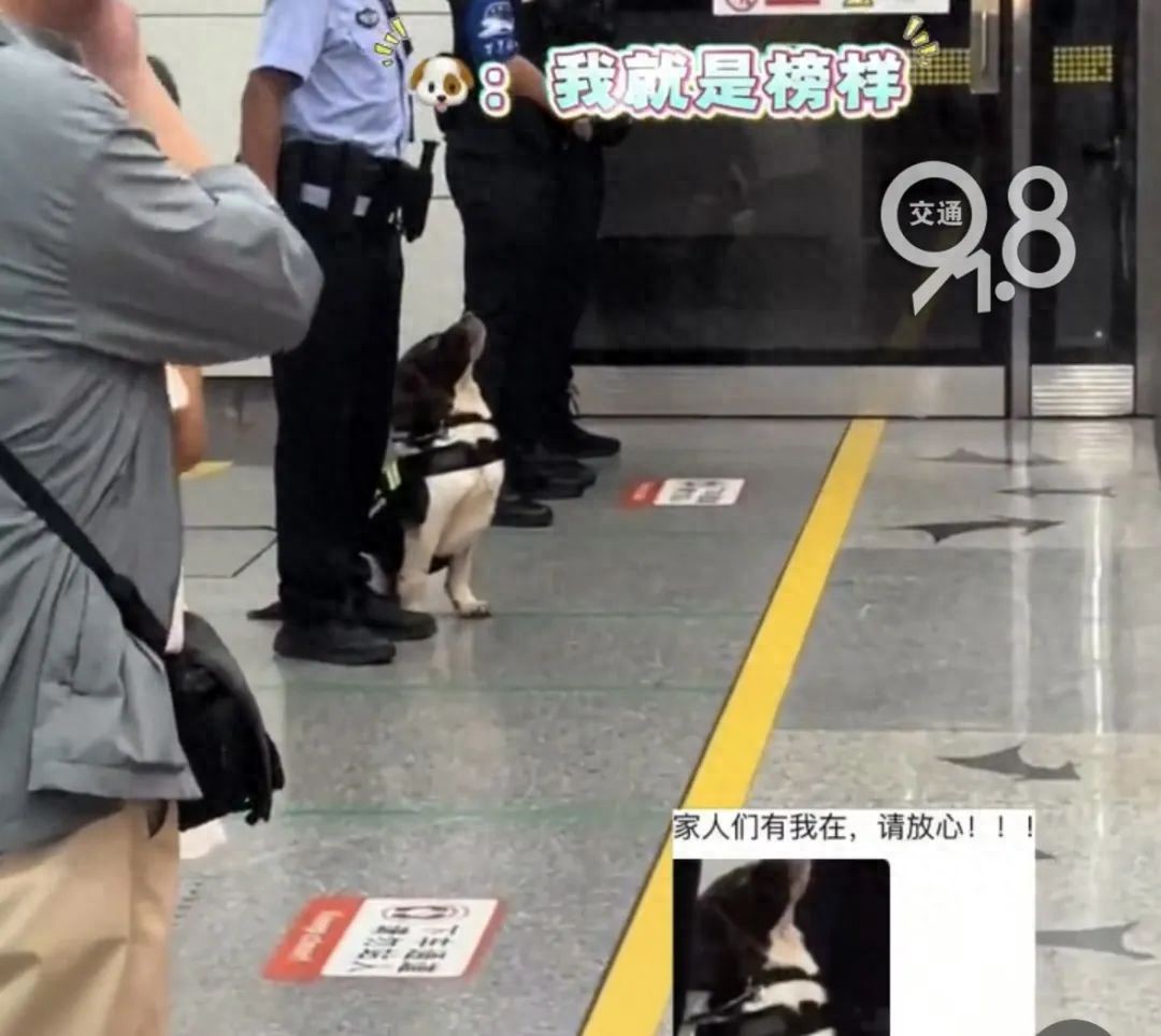 杭州地鐵里的傲嬌警犬火出圈