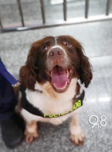 杭州地鐵里的傲嬌警犬火出圈