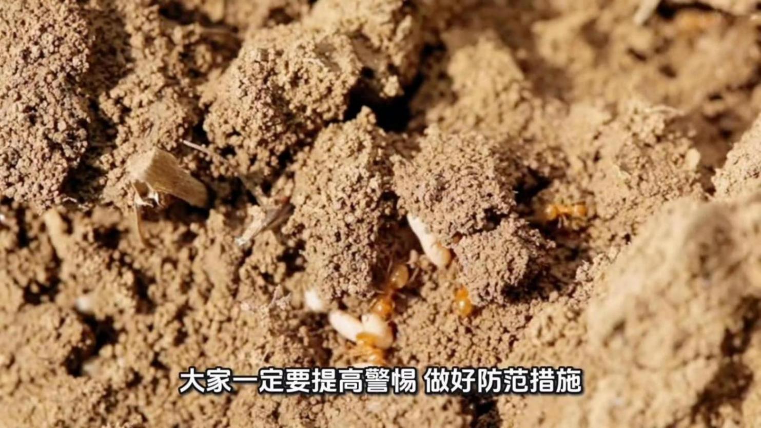河北網友家中發現白紋伊蚊