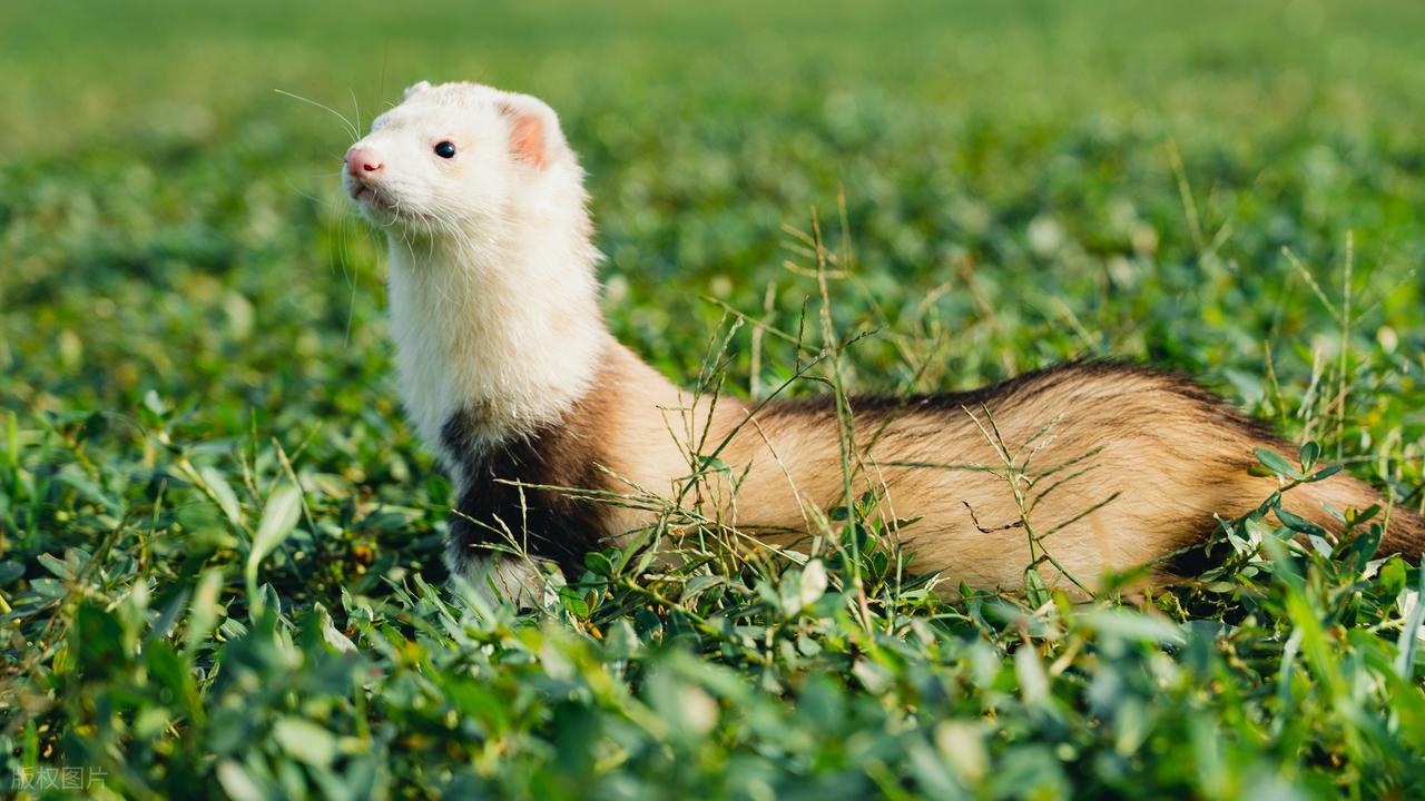 上海一小區有人遛北美赤狐